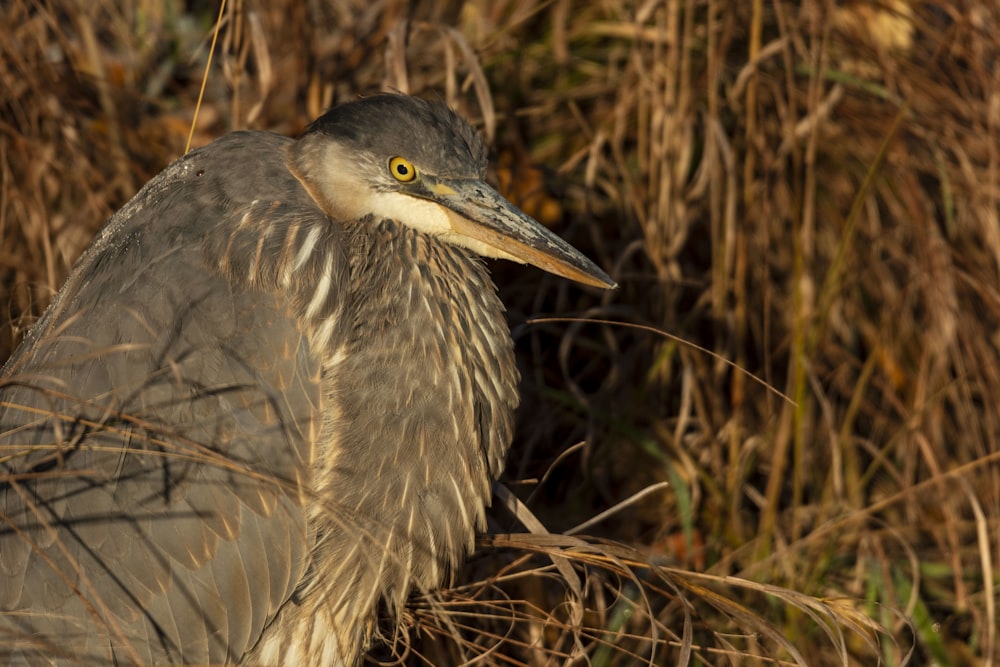 a close up of a bird in a field