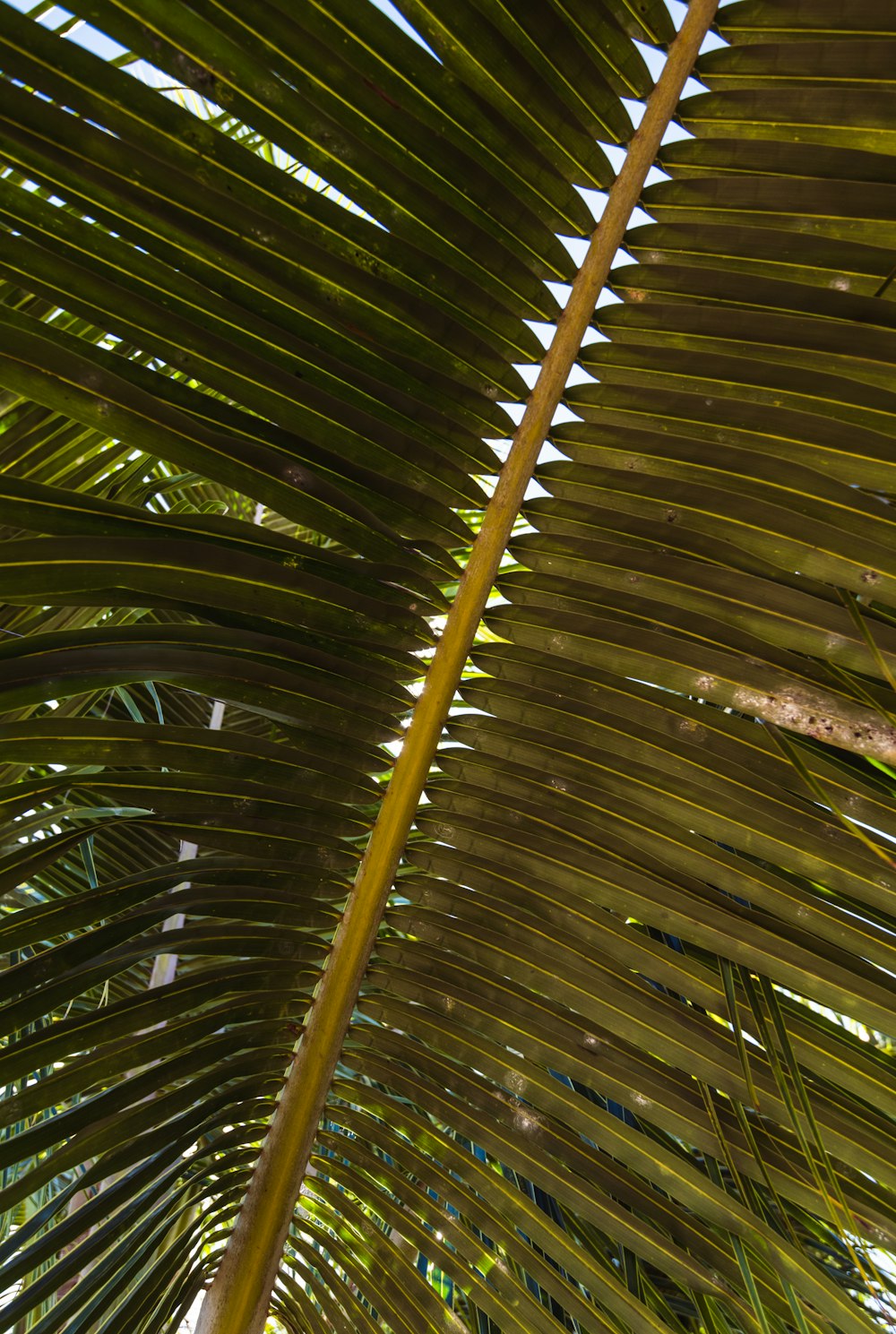 a close up view of a palm tree's leaves