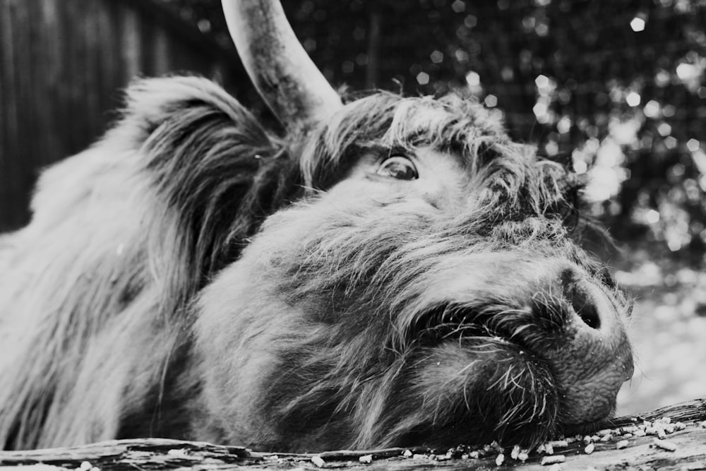 a black and white photo of a yak