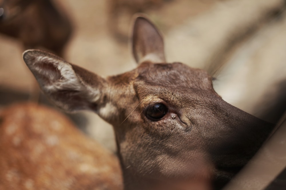 a close up of a deer looking at the camera