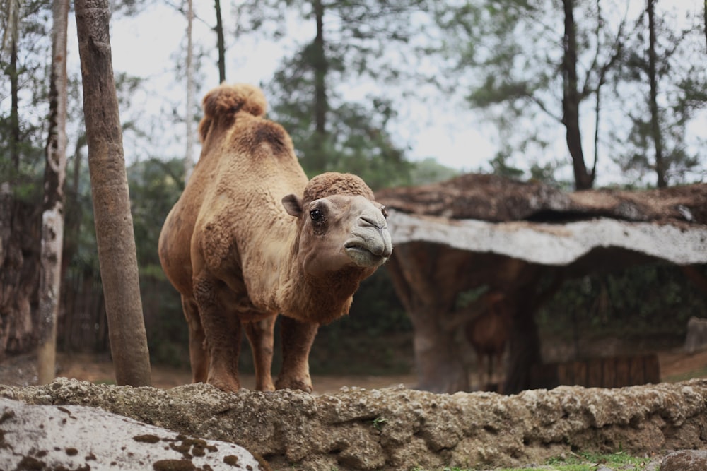 a camel standing next to a stone wall