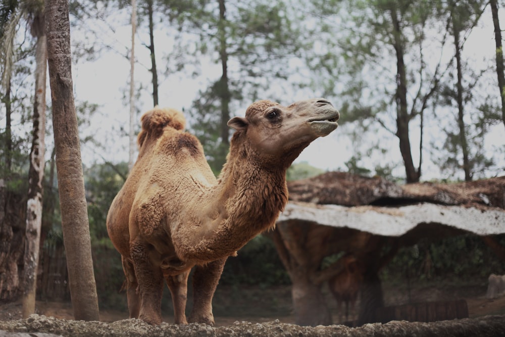 a camel standing in the middle of a forest