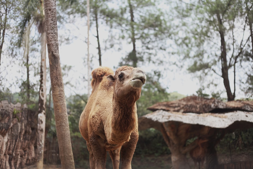 a camel standing in the middle of a forest
