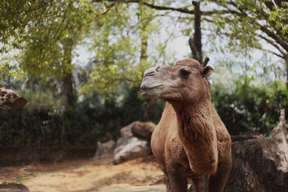 a camel standing in a dirt field next to trees