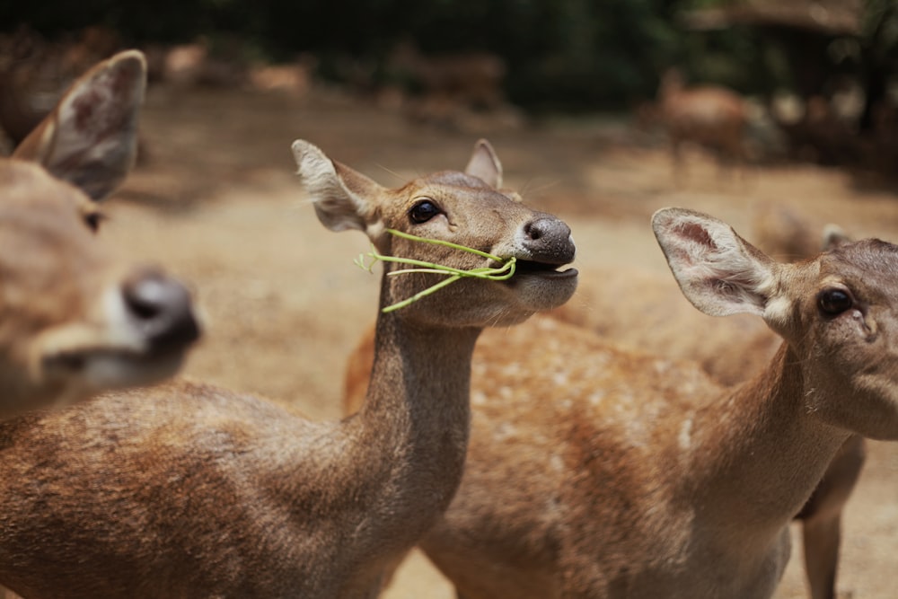 a group of deer standing next to each other