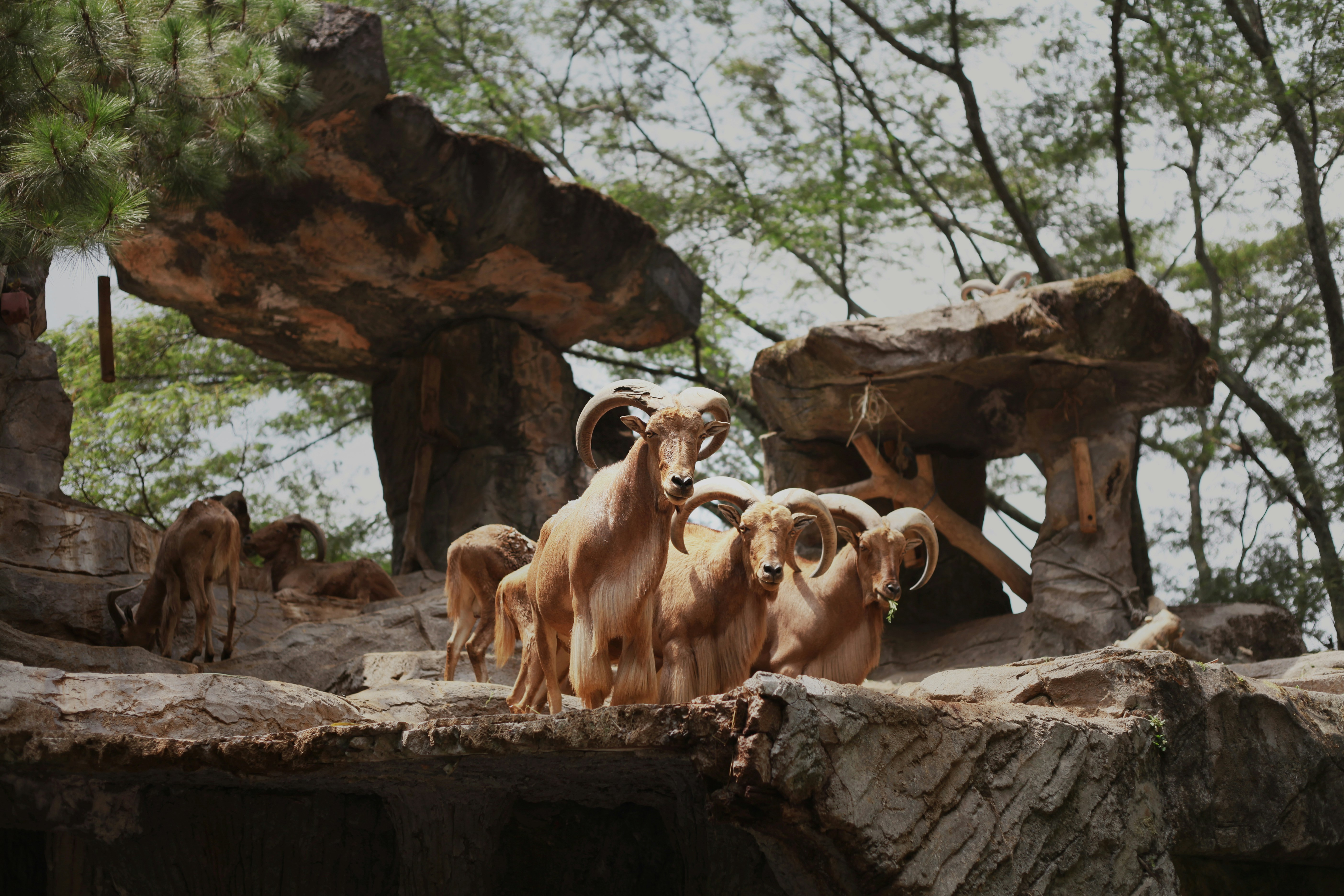 Mountain Goat - The Cliff-Hanging Acrobats (image credits: unsplash)