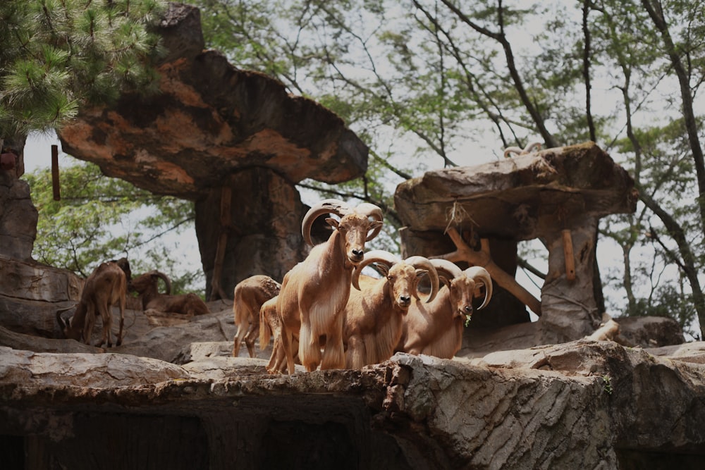 a herd of goats standing on top of a rocky hillside