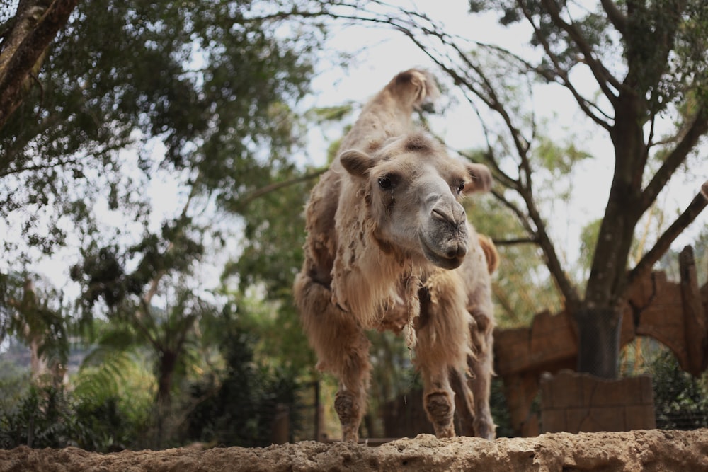 a close up of a camel near a tree