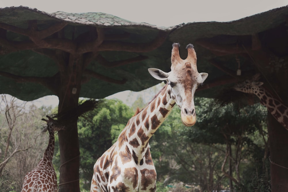 a couple of giraffe standing next to each other