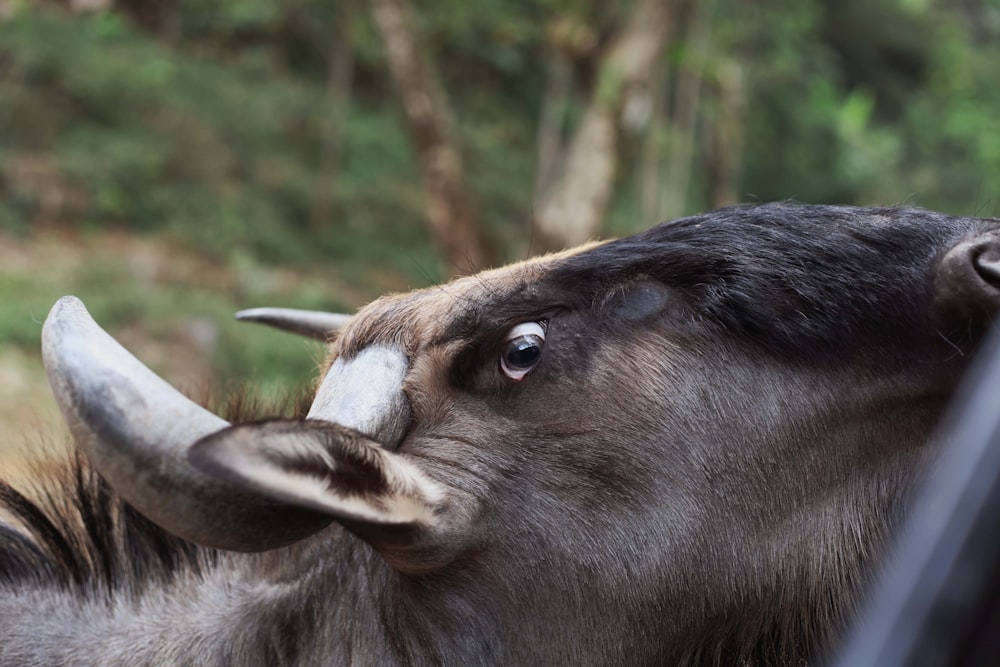 a goat with long horns sticking its head out of a car window