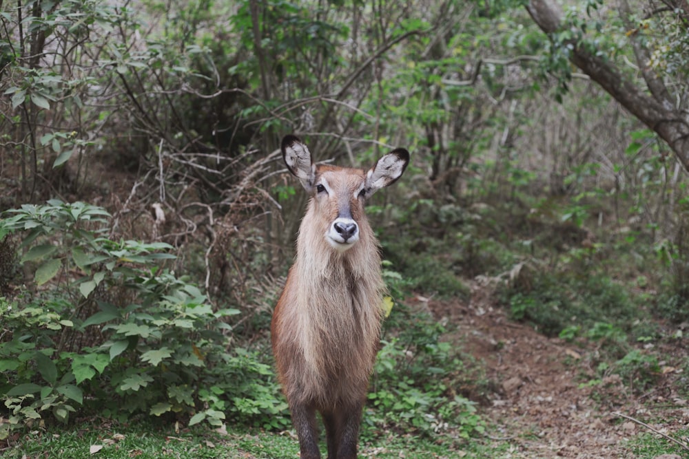 a deer standing in the middle of a forest