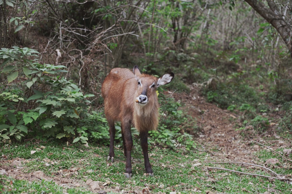 a small deer standing in the middle of a forest