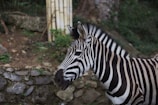A zebra with distinct black and white stripes stands in the foreground. In the background, there is a stone wall and some greenery, suggesting a natural or zoo environment.
