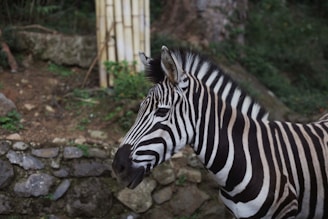 A zebra with distinct black and white stripes stands in the foreground. In the background, there is a stone wall and some greenery, suggesting a natural or zoo environment.