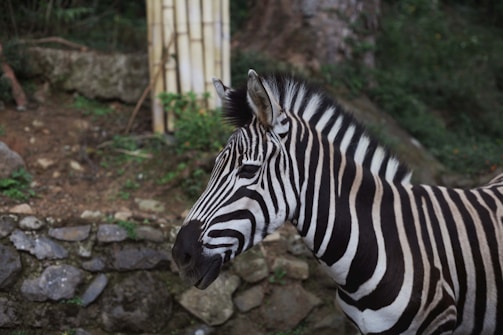 A zebra with distinct black and white stripes stands in the foreground. In the background, there is a stone wall and some greenery, suggesting a natural or zoo environment.