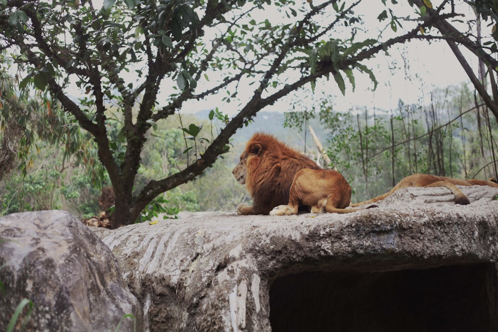 a lion sitting on top of a rock next to a tree