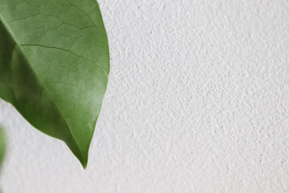 a close up of a green leaf on a white wall