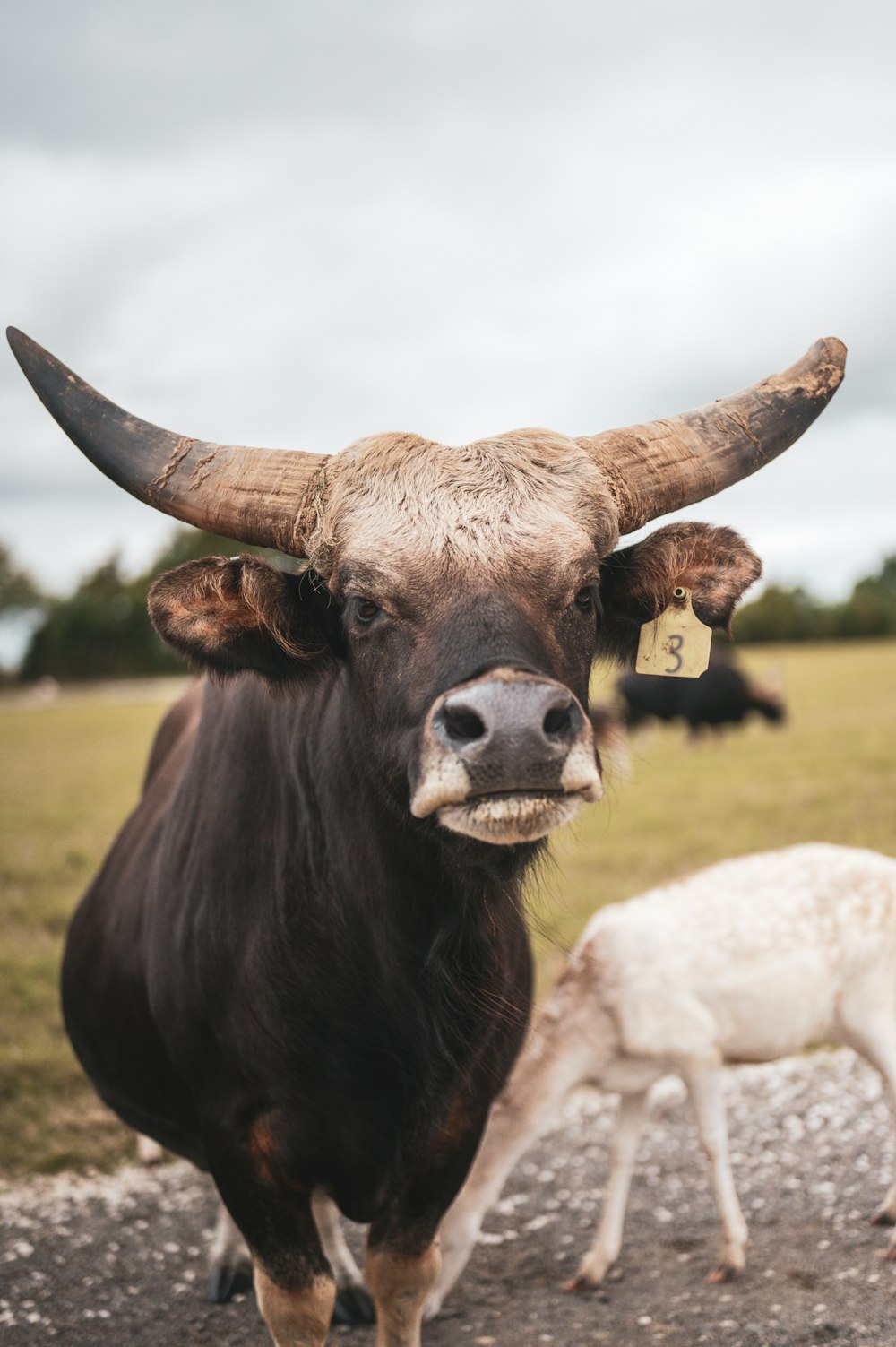 a cow with large horns standing next to another cow