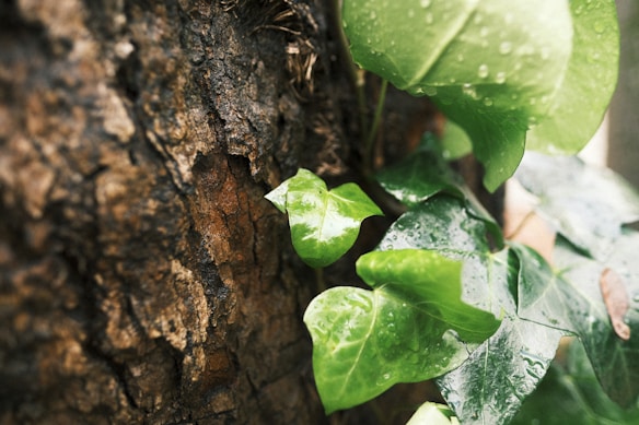 The image captures vibrant green leaves with droplets of water clinging to them, set against a textured tree bark background, which is rough and earthy in tone.
