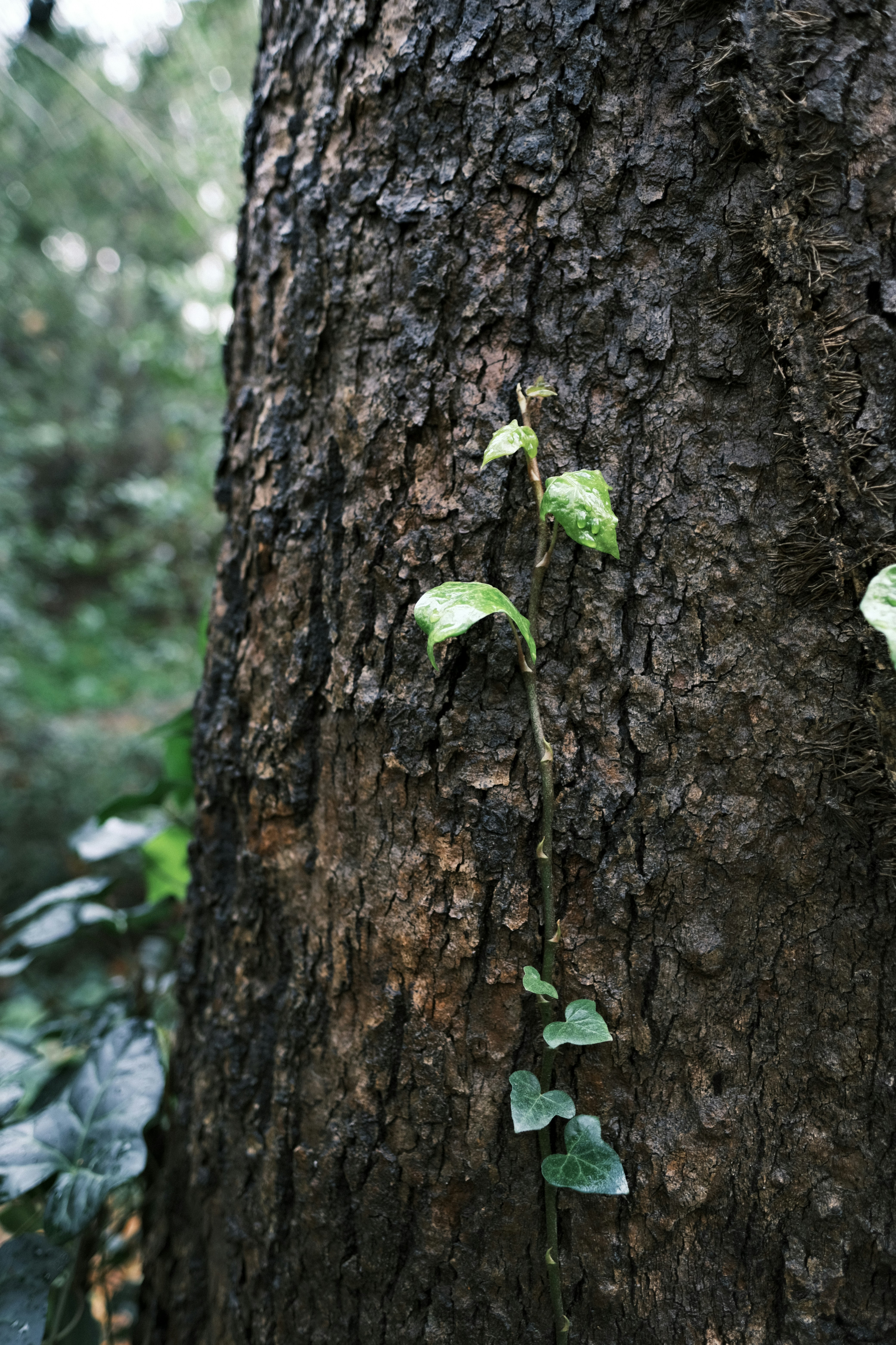 Photo by chandleraitchison