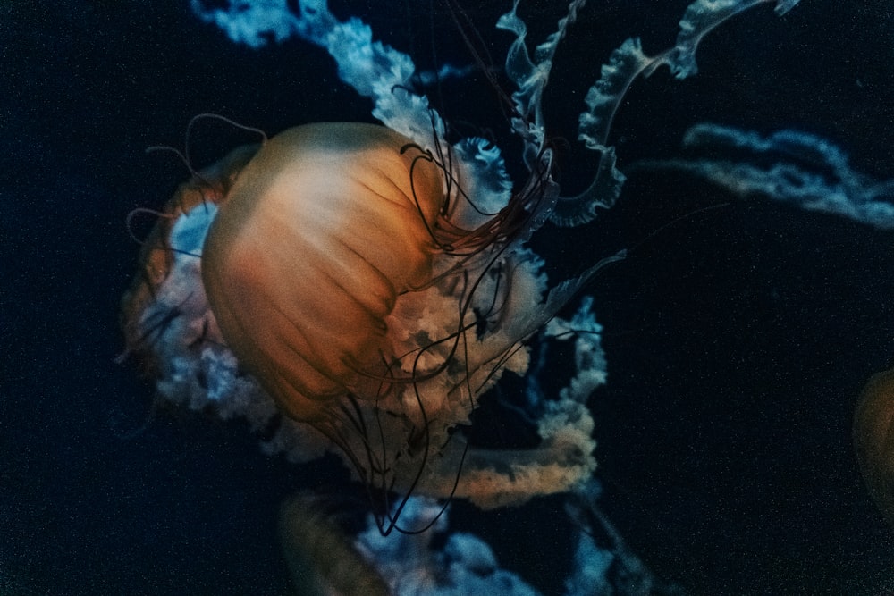 a close up of a jellyfish in the water