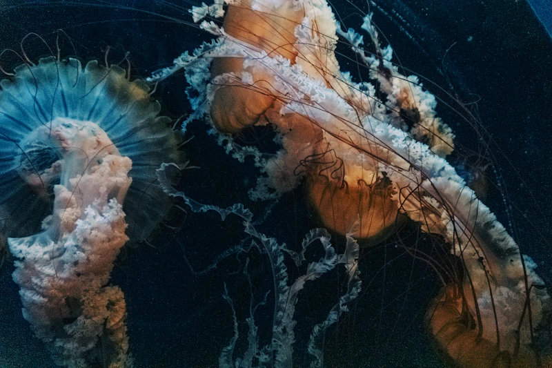 Jellyfish Lake