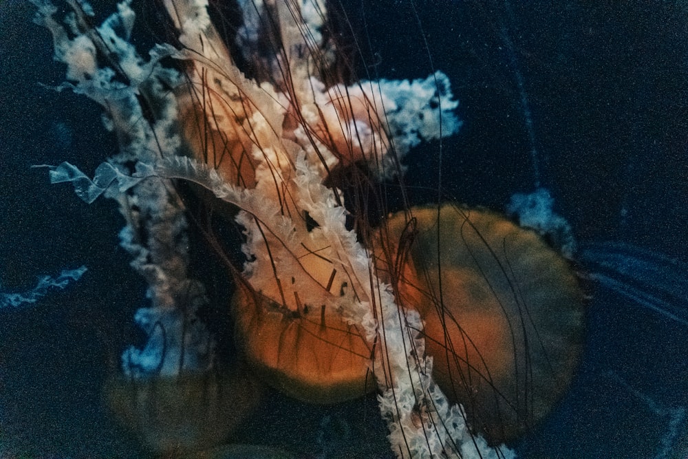 a close up of a jellyfish in the water