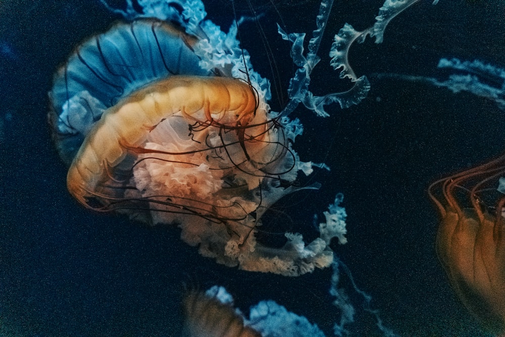 a group of jellyfish swimming in the ocean