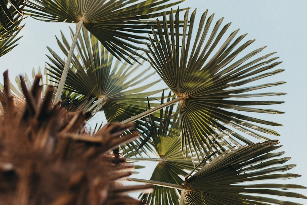 a close up of a palm tree with a blue sky in the background