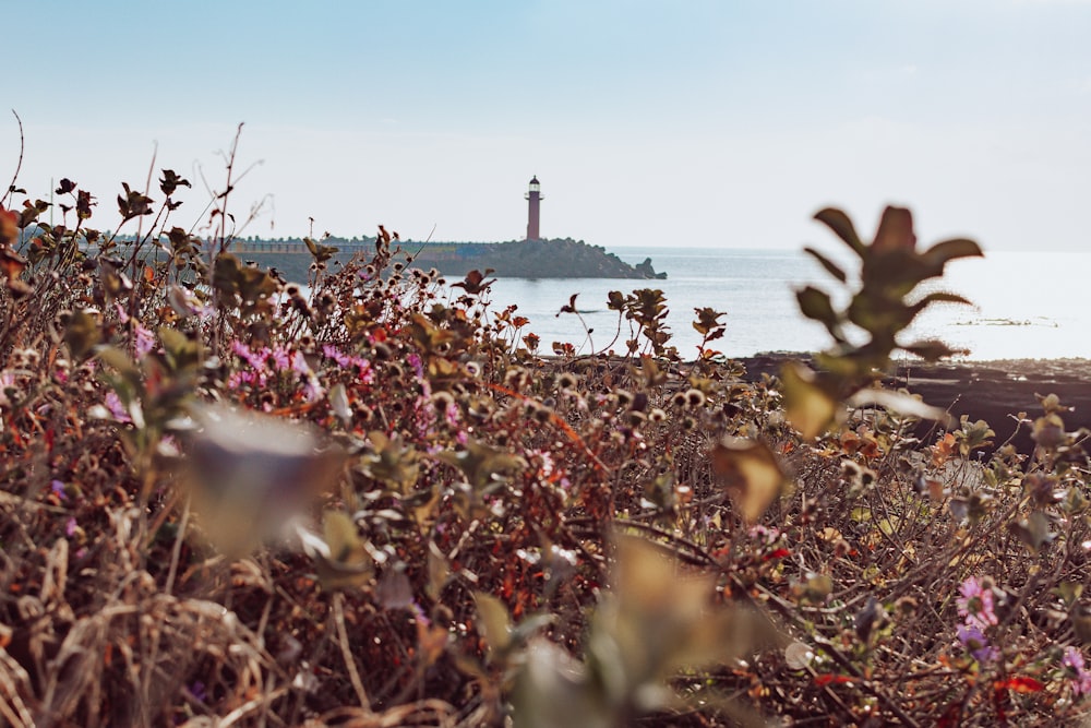 a view of a lighthouse from a field of flowers