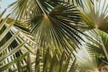 a close up of the leaves of a palm tree