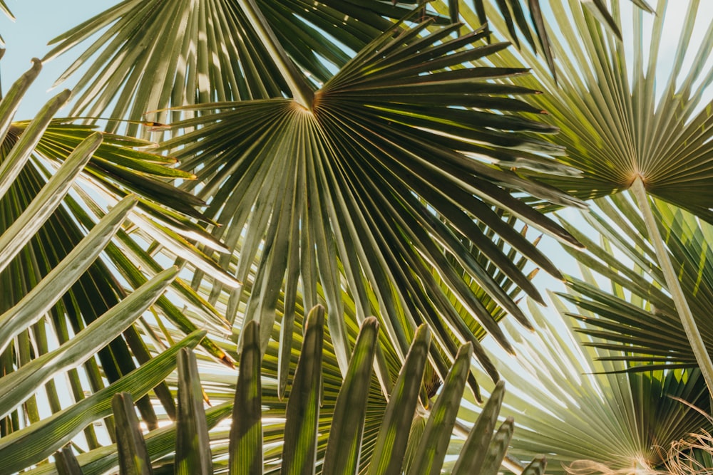 a close up of the leaves of a palm tree