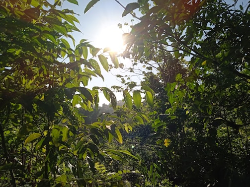 A vibrant photo of a peaceful sunrise over a lush green forest, symbolizing health and new beginnings.