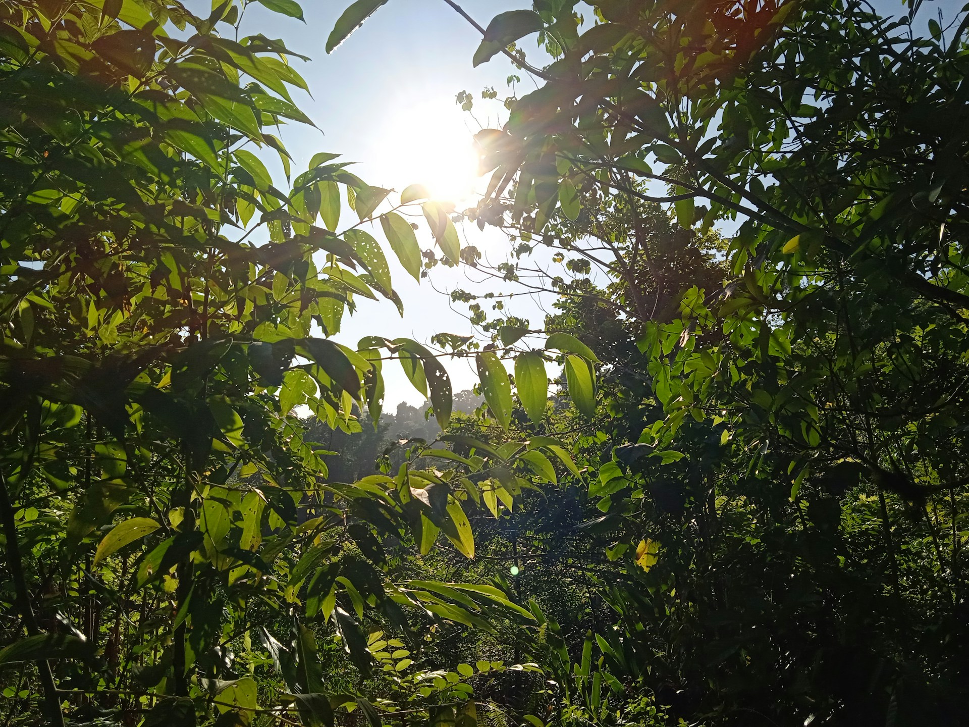 A captivating photograph of a lush forest, representing biodiversity and the beauty of nature.