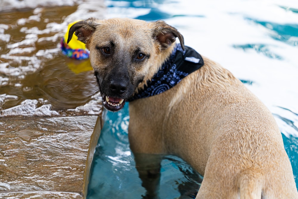 a brown dog standing in a pool of water