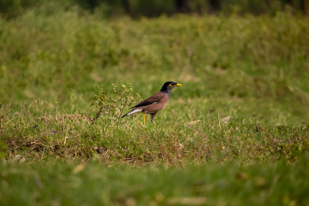 a bird is standing in a grassy field
