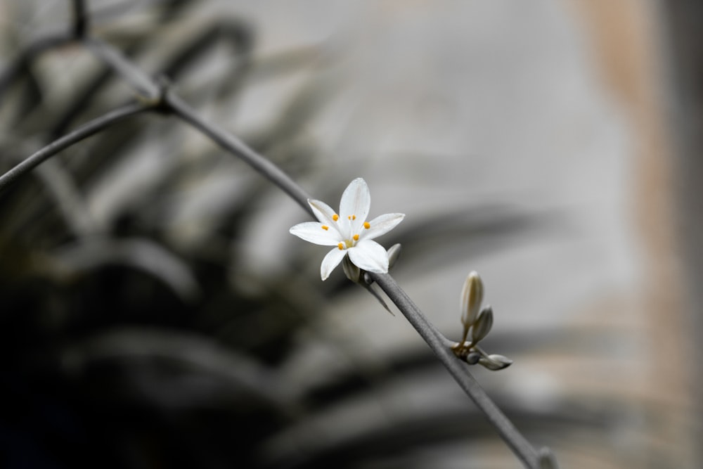 식물 위에 앉아있는 작은 흰색 꽃