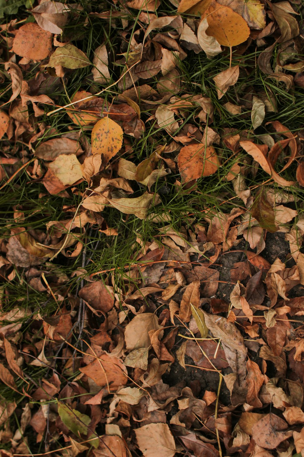 a teddy bear laying on top of a pile of leaves