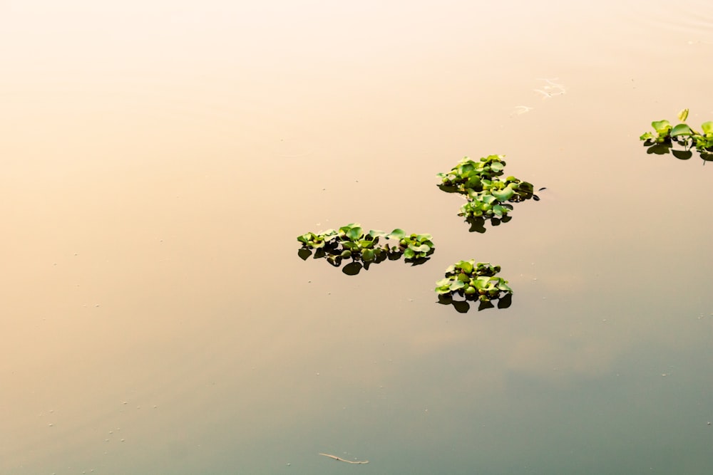 a group of water plants floating on top of a body of water
