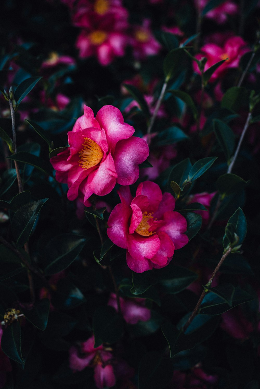 a group of pink flowers with green leaves