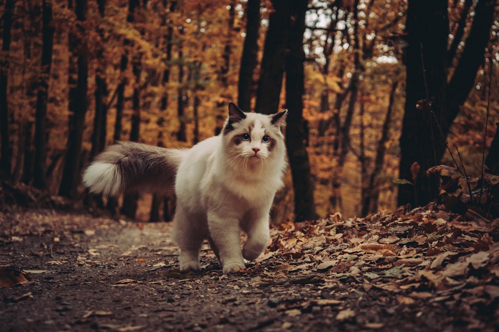 a white and gray cat walking through a forest