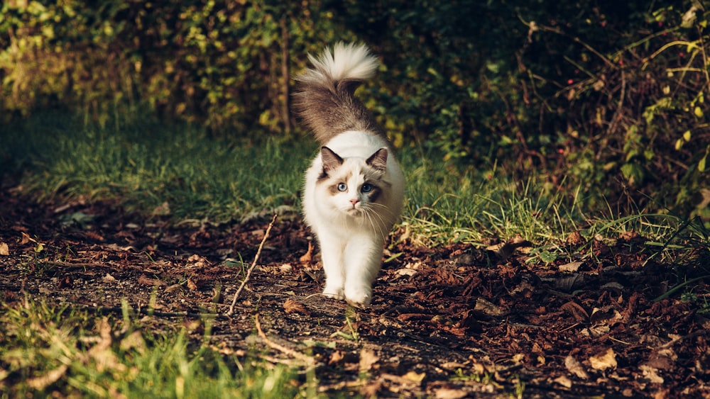 a white and gray cat walking in the grass