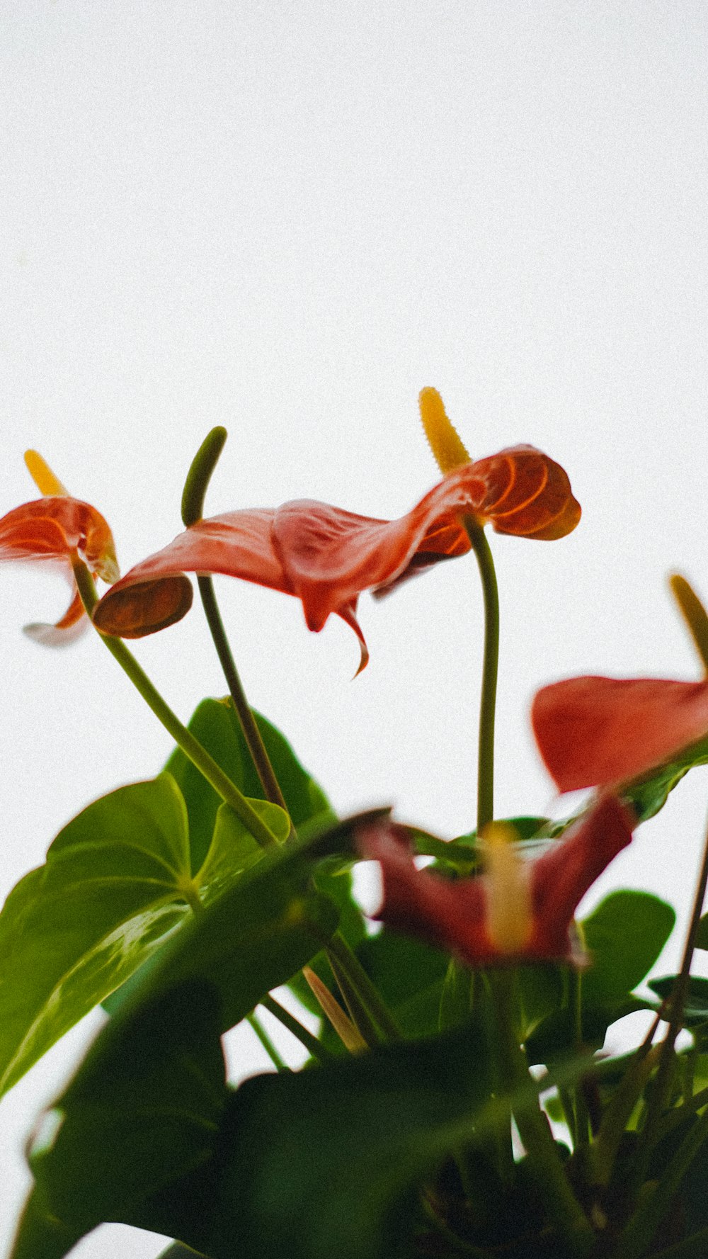 a close up of a plant with red flowers