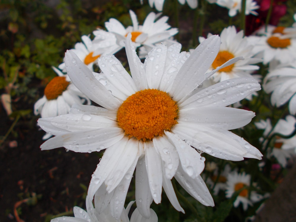 a bunch of white and orange flowers with water droplets on them