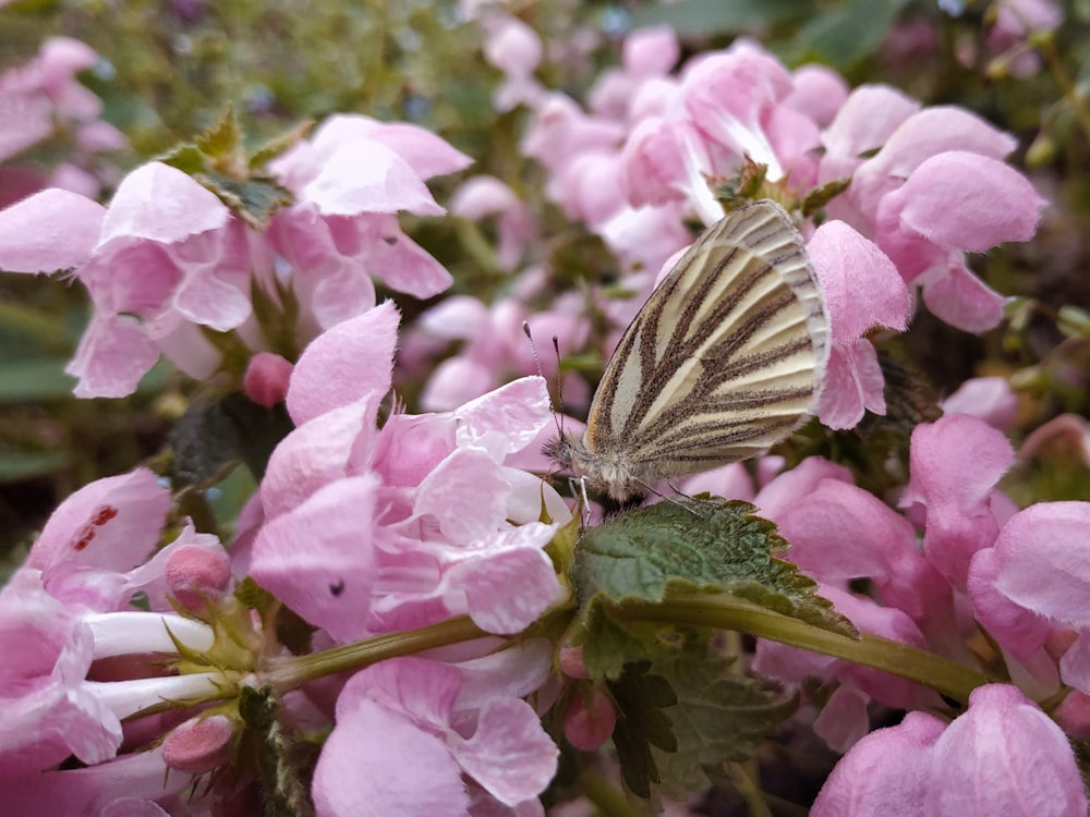 a butterfly sitting on top of a pink flower