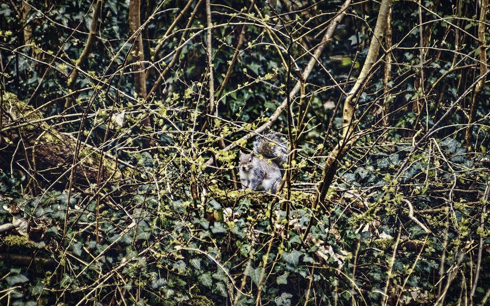 a bird is sitting in the branches of a tree