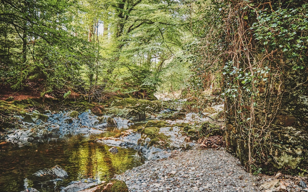 a stream running through a lush green forest