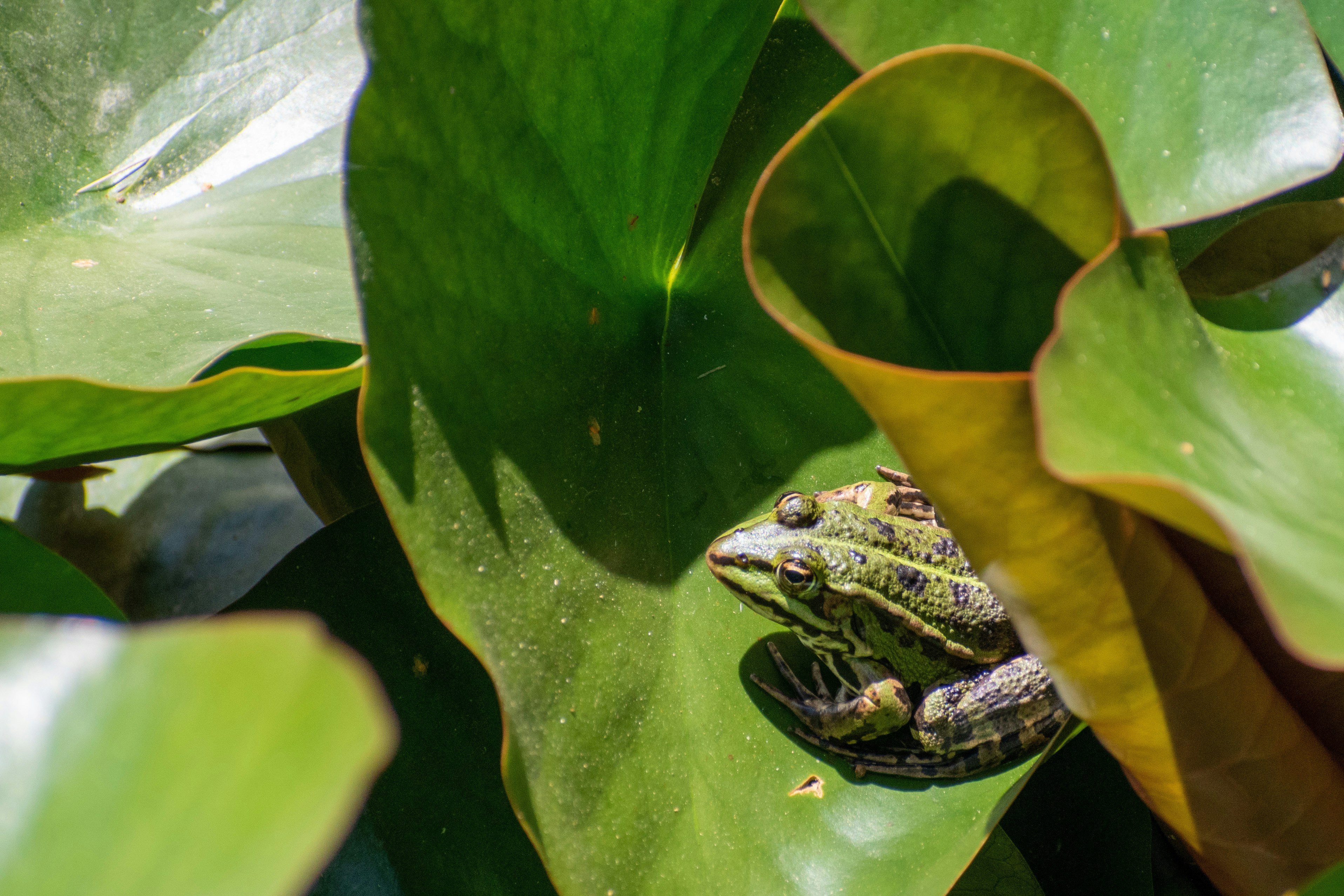 Photo by guiguiblitz