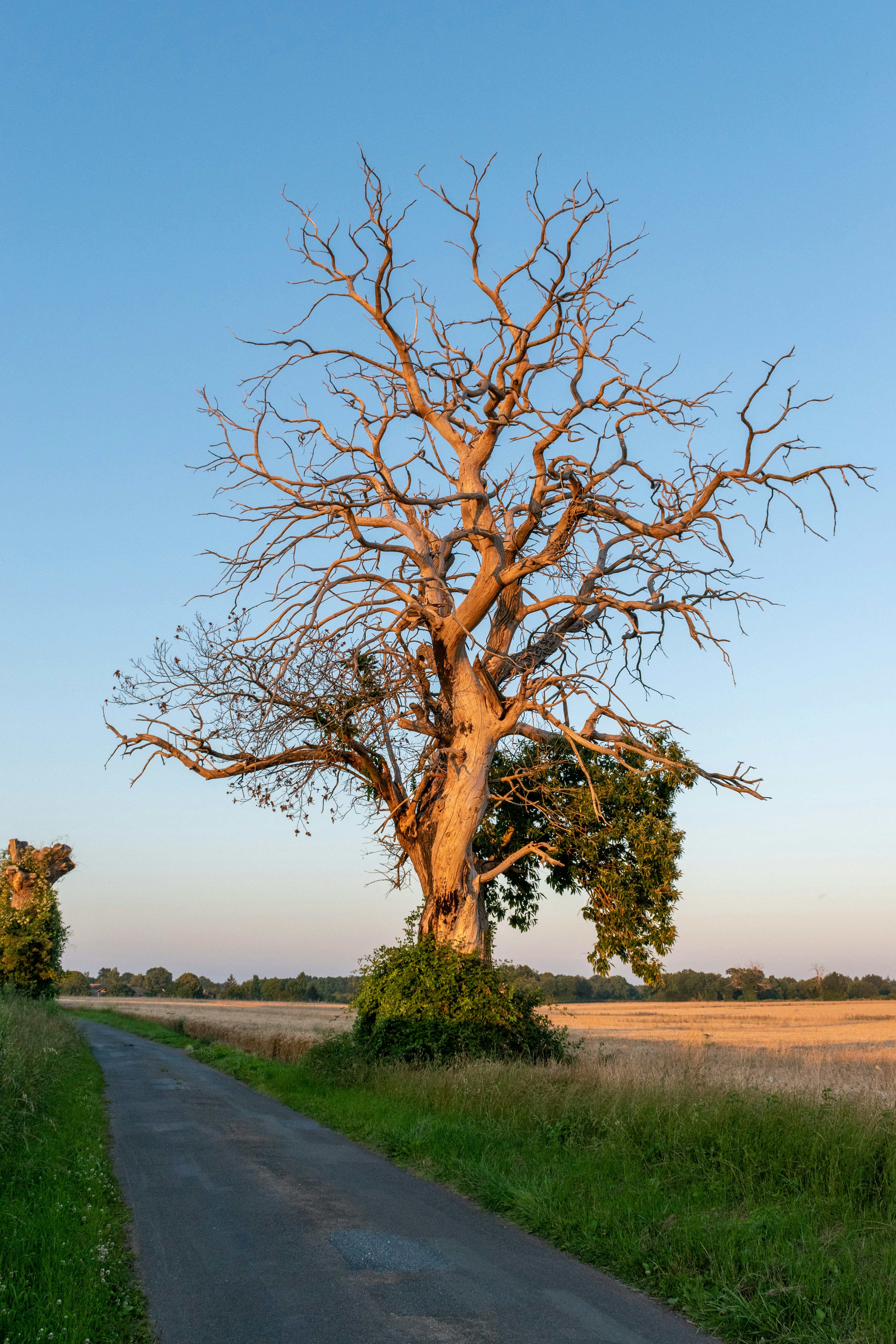 Ein kahler Baum am Straßenrand