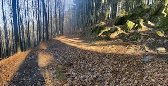 Soft earth-toned leaves scattered along a quiet nature trail under soft morning light.